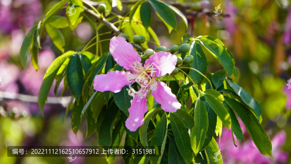 異木棉花