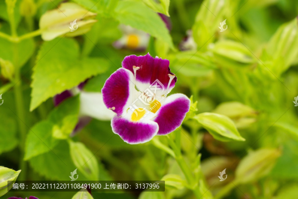 藍(lán)豬耳花