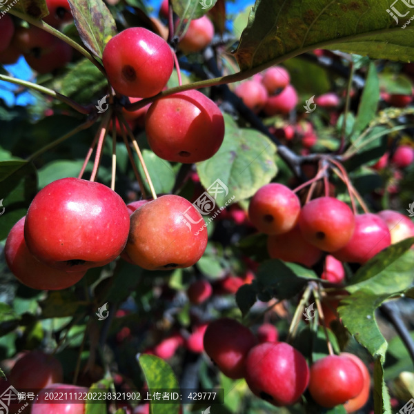 紅海棠果