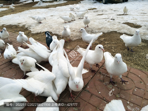 公園鴿子