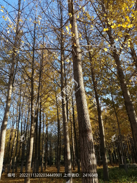 銀杏樹林
