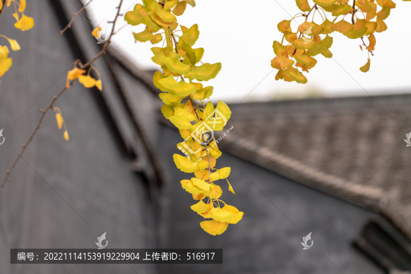 秋景