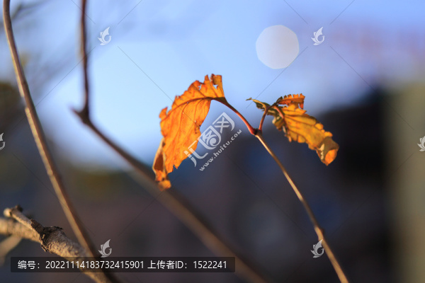 深秋黃葉