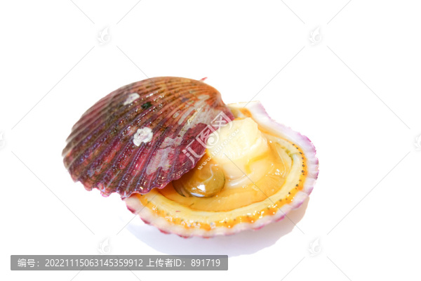 扇貝