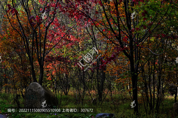桓仁楓林谷紅葉