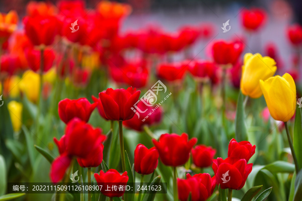 郁金香花海