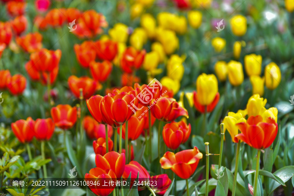 盛開(kāi)的郁金香花海