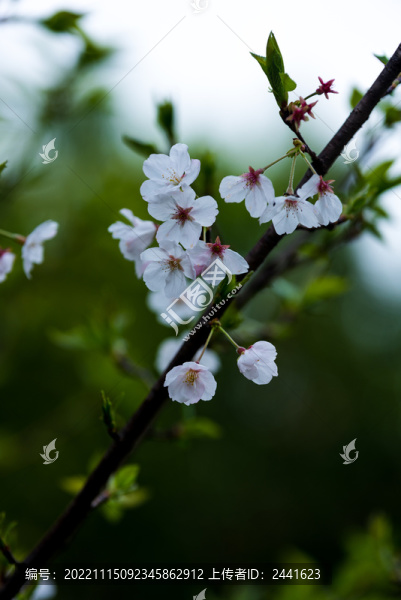 梨花