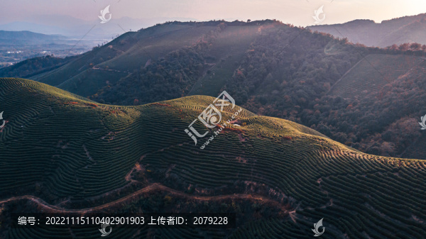 安吉茶園航拍