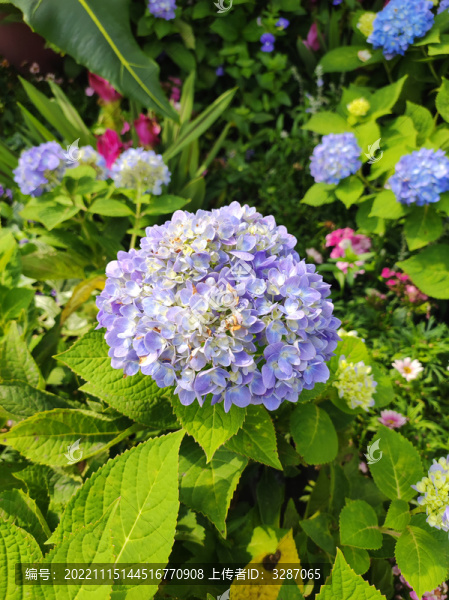 繡球花