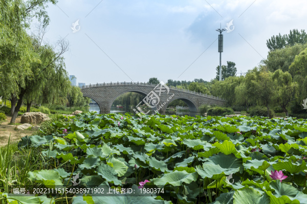 荷花荷葉石拱橋