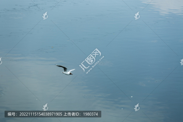 海鷗海鳥