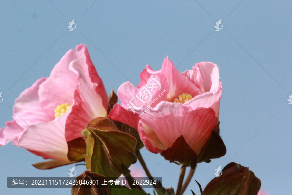 芙蓉花