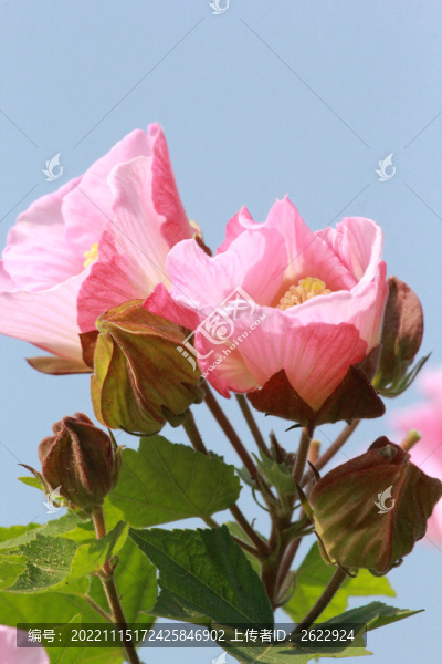 芙蓉花