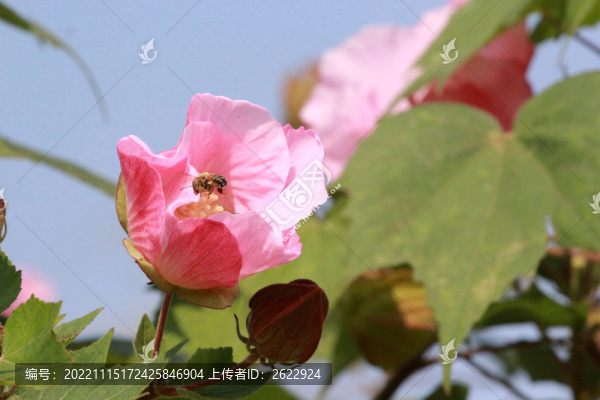 芙蓉花