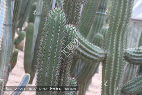 仙人掌