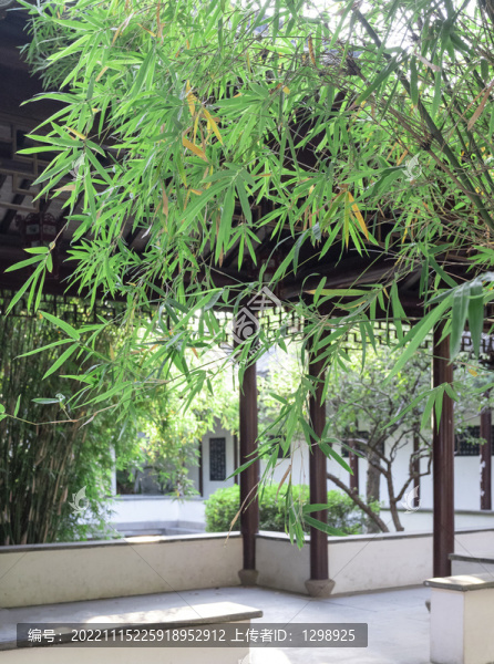 古典園林綠竹景觀