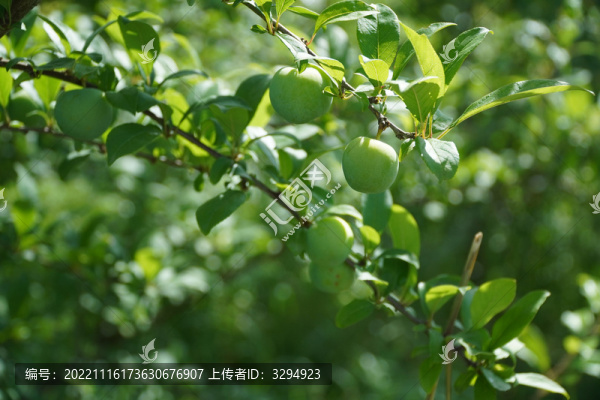 李子