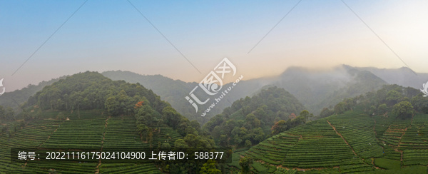 杭州市西湖龍井茶地梅家塢秋色