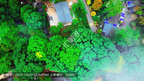 鳥瞰云峰寺千年古楨楠樹林