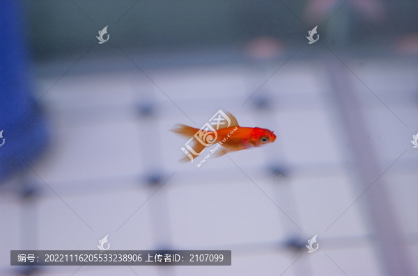 小金魚