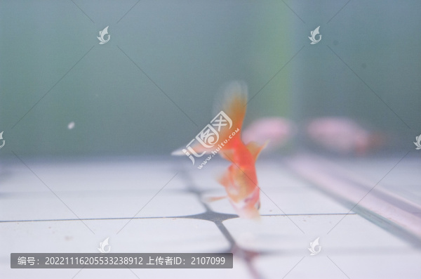 觀賞金魚