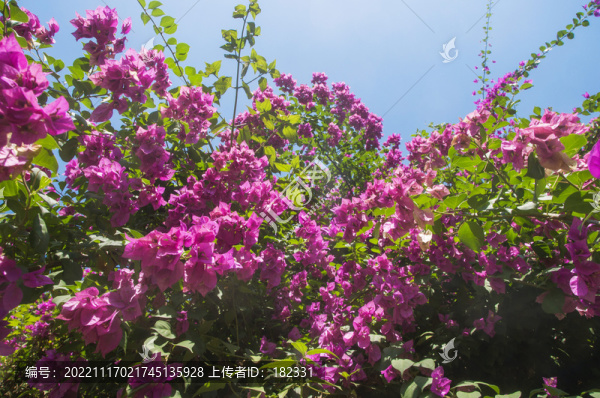 三角梅花叢花枝