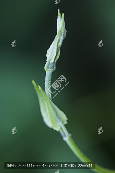花草