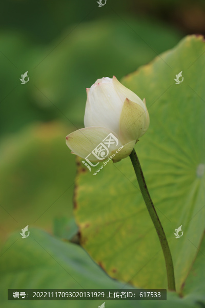 白荷花