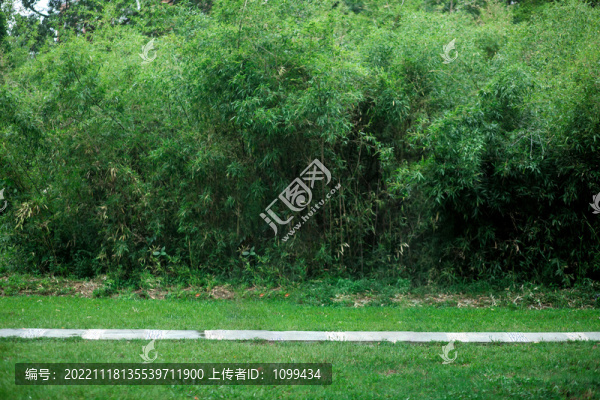 竹子公園草坪草地小道樹林竹林