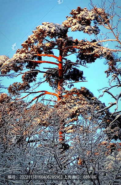 風(fēng)雪美人松