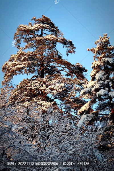 風(fēng)雪美人松
