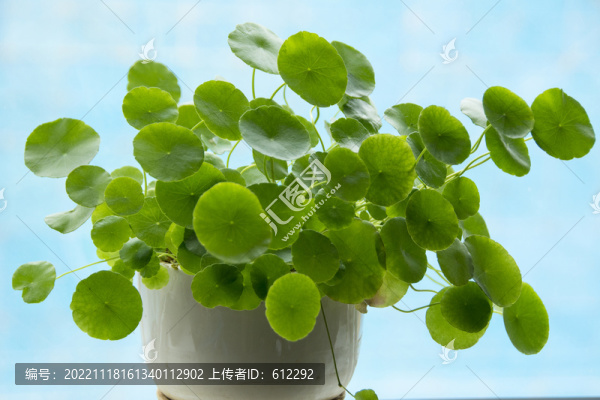 唯美銅錢草圖片