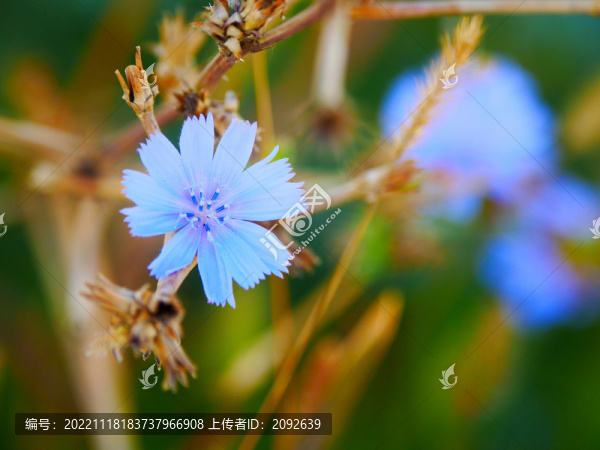 野菊花
