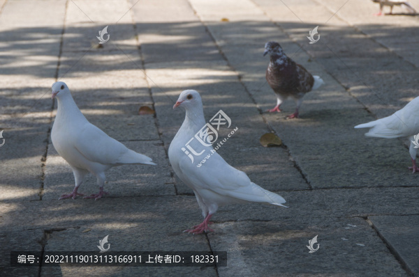 廣場鴿子