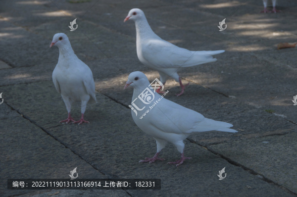 三只白鴿