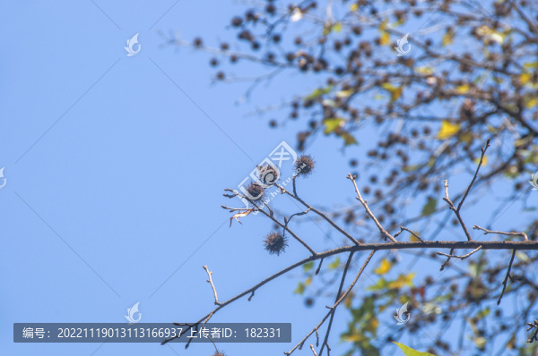 楓香樹果實(shí)