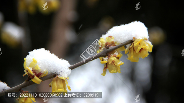 梅花凌雪綻放