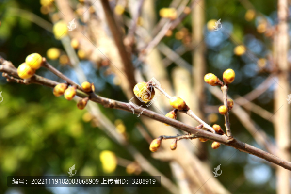 臘梅