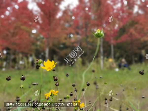 格桑紅葉