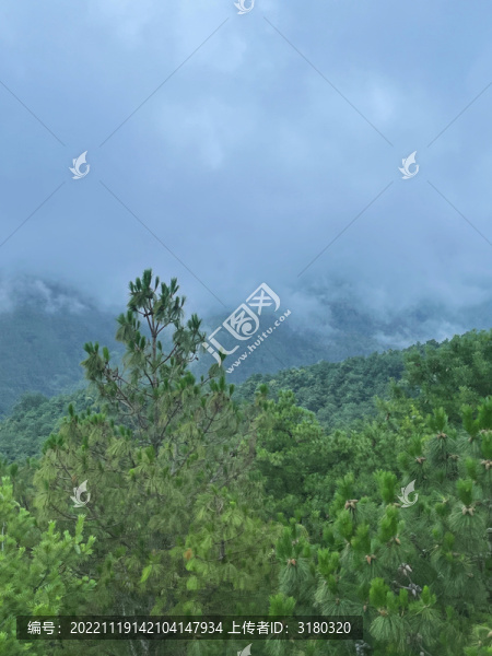 茂密的山林