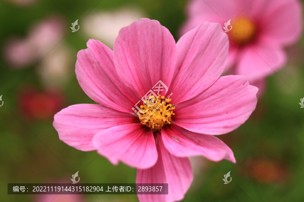 格?；? title=