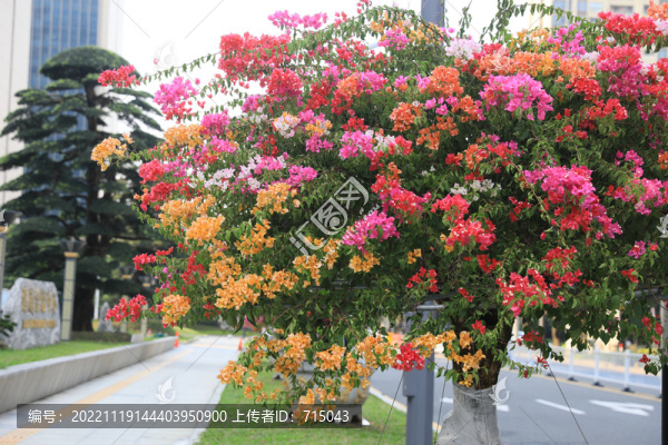 三角梅花