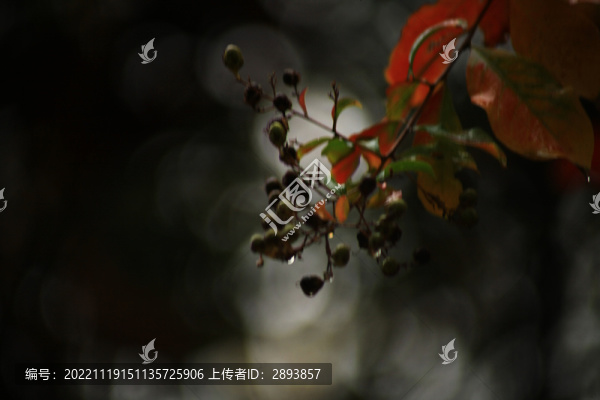 秋色