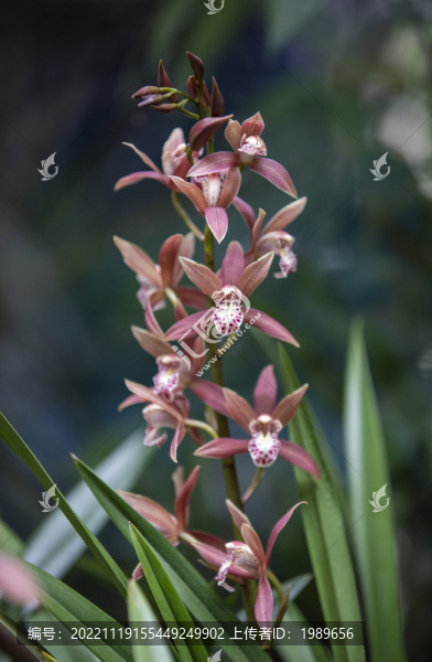 蘭花