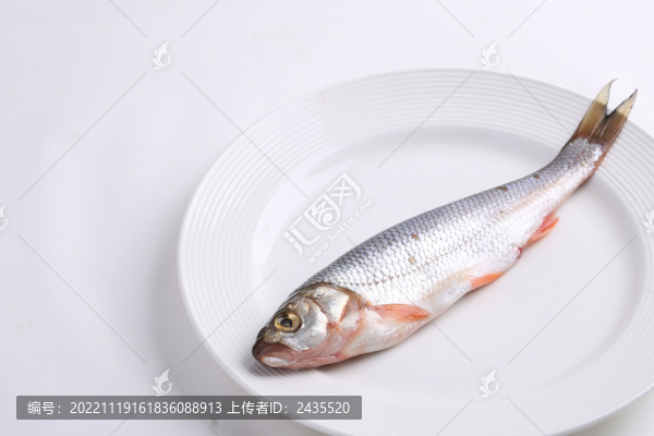 華子魚