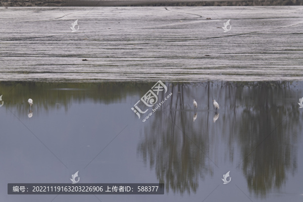 杭州錢塘江濕地候鳥棲息