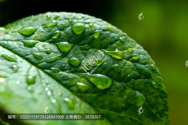特寫葉子