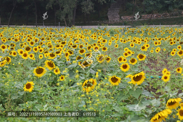 沈陽(yáng)北陵公園向日葵花海