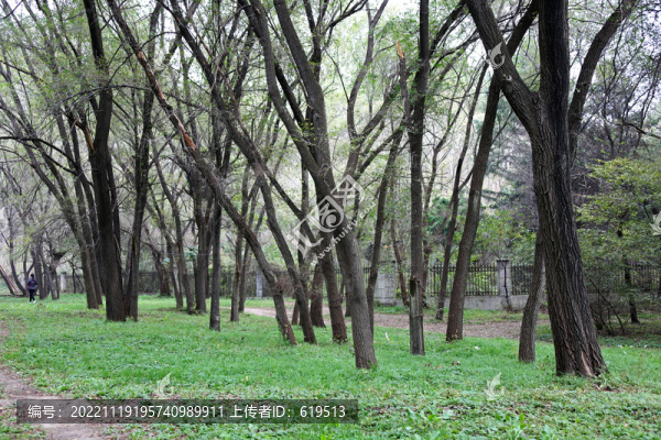 沈陽北陵清昭陵的樹